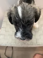 AKC Female 2 , a female Miniature Schnauzer for sale in Shawnee, OK – 5 of 5
