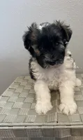 AKC Female 1, a female Miniature Schnauzer for sale in Shawnee, OK – 6 of 6
