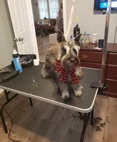 AKC Female, a female Miniature Schnauzer for sale in Bentonville, AR – 7 of 10