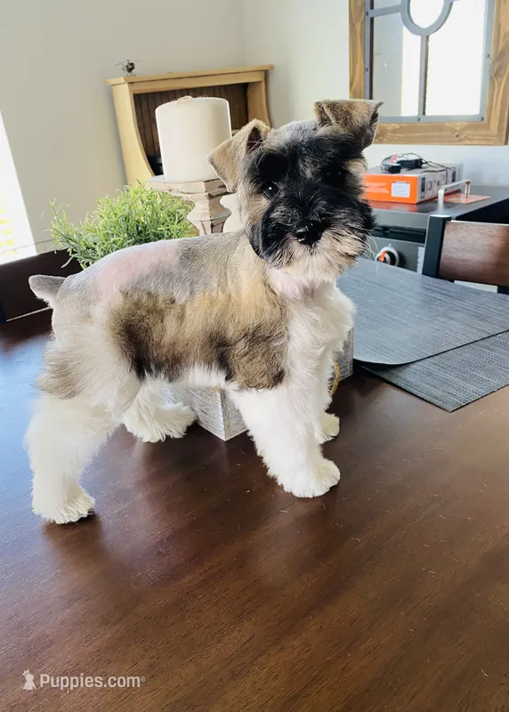 AKC Female – Miniature Schnauzer puppy for sale in Bentonville, AR