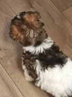 AKC Female, a female Miniature Schnauzer for sale in Shawnee, OK – 4 of 7