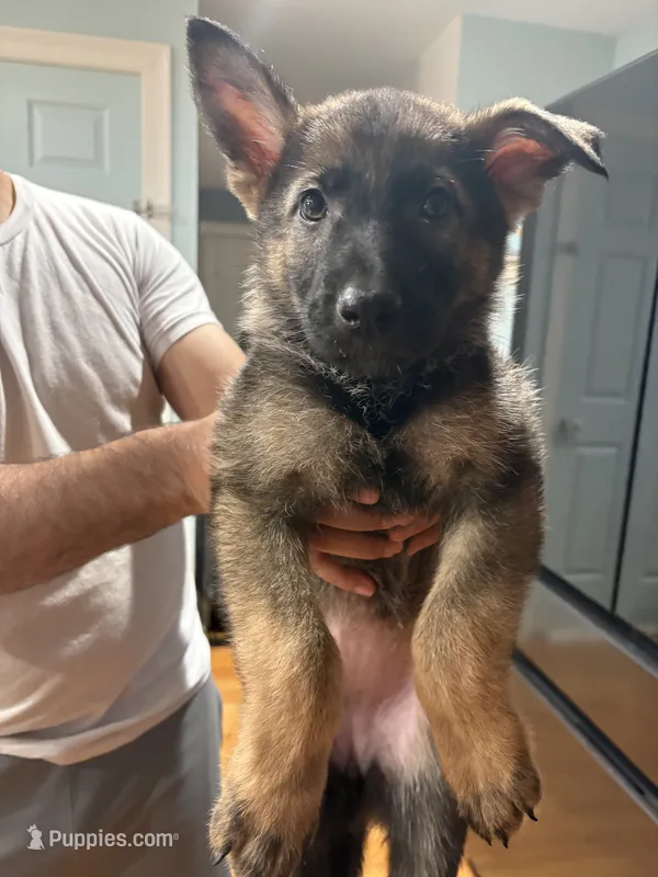 Zoe – German Shepherd Dog puppy for sale in Coventry, RI