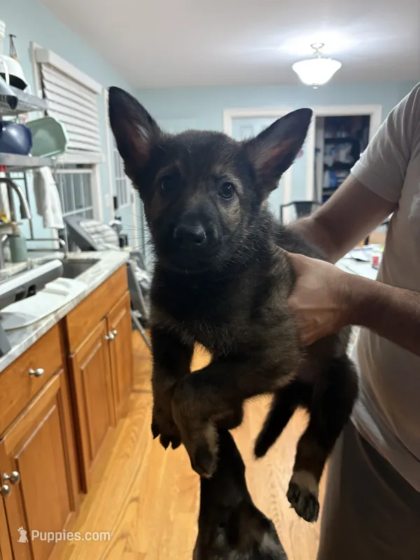 Cookie Monster  – German Shepherd Dog puppy for sale in Coventry, RI