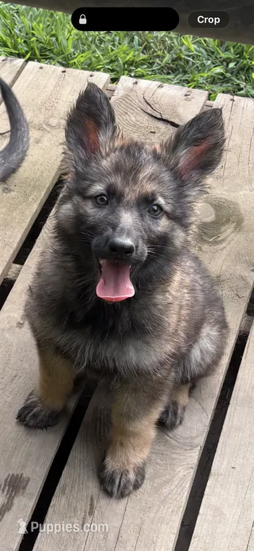 Dorothy  – German Shepherd Dog puppy for sale in Coventry, RI