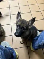 Zoe, a female German Shepherd Dog for sale in Coventry, RI – 2 of 3