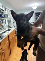 Cookie Monster , a male German Shepherd Dog for sale in Coventry, RI – 3 of 4