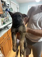 Zoe, a female German Shepherd Dog for sale in Coventry, RI – 3 of 3