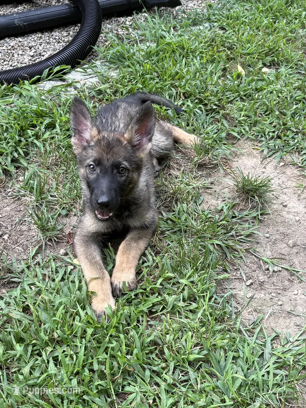 Zoe – German Shepherd Dog puppy for sale in Coventry, RI