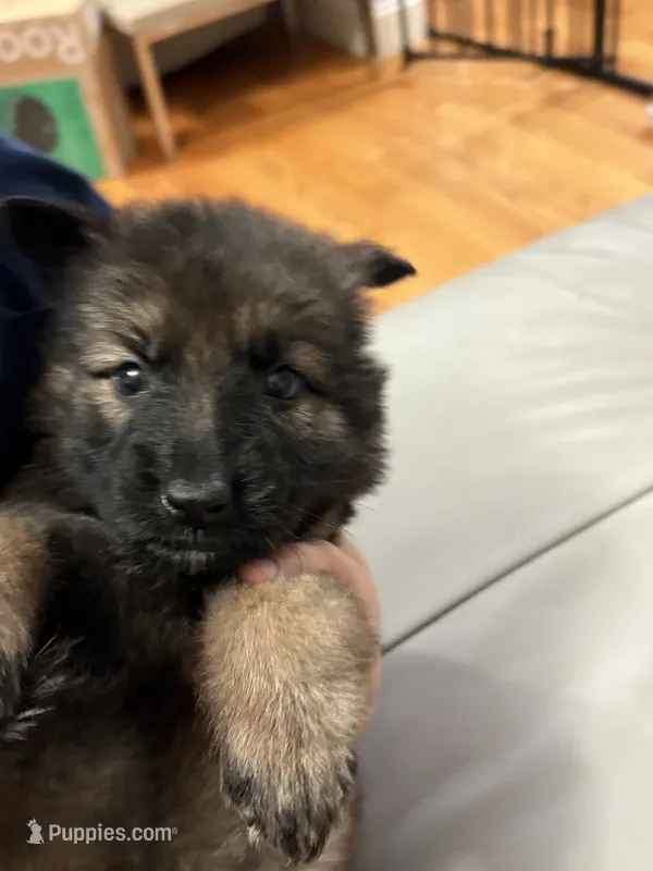 Dorothy  – German Shepherd Dog puppy for sale in Coventry, RI