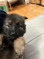 Dorothy , a female German Shepherd Dog for sale in Coventry, RI – 1 of 4