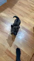 Dorothy , a female German Shepherd Dog for sale in Coventry, RI – 2 of 4