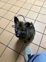 Dorothy , a female German Shepherd Dog for sale in Coventry, RI – 3 of 4