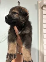 Cookie Monster , a male German Shepherd Dog for sale in Coventry, RI – 4 of 4