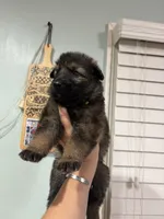 Dorothy , a female German Shepherd Dog for sale in Coventry, RI – 4 of 4