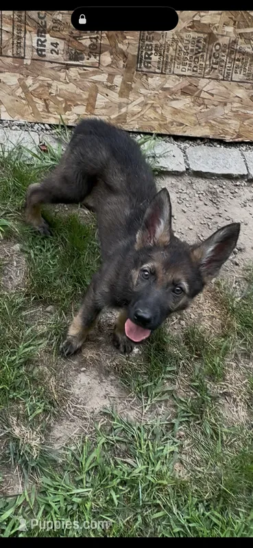Cookie Monster  – German Shepherd Dog puppy for sale in Coventry, RI