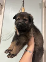 Cookie Monster , a male German Shepherd Dog for sale in Coventry, RI – 2 of 4