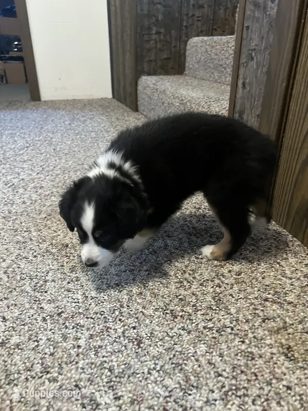 Colt – Australian Shepherd, Miniature American Shepherd puppy for sale in Oelwein, IA