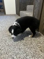 Colt, a male Australian Shepherd and Miniature American Shepherd for sale in Oelwein, IA – 1 of 9