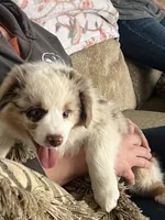 Hans, a male Australian Shepherd and Miniature American Shepherd for sale in Oelwein, IA – Photo 2 of 7