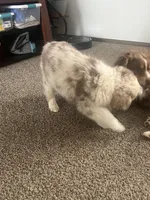 Hans, a male Australian Shepherd and Miniature American Shepherd for sale in Oelwein, IA – Photo 5 of 7
