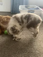 Hans, a male Australian Shepherd and Miniature American Shepherd for sale in Oelwein, IA – Photo 3 of 7