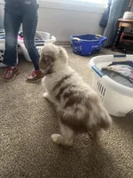 Hans, a male Australian Shepherd and Miniature American Shepherd for sale in Oelwein, IA – Photo 4 of 7