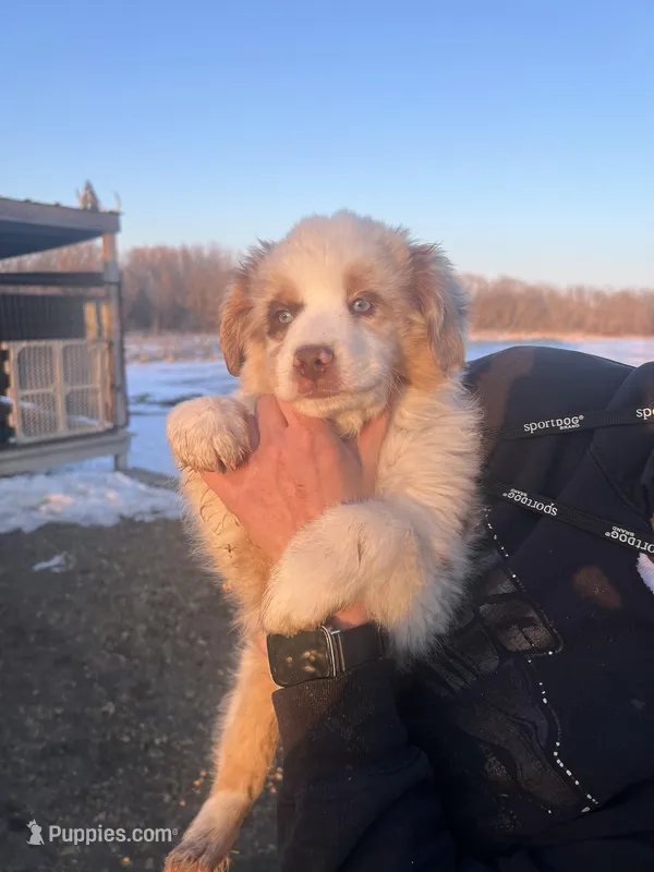 Hans, a male Australian Shepherd for sale in Oelwein, IA – Photo 1 of 8