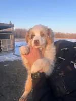 Hans, a male Australian Shepherd for sale in Oelwein, IA – Photo 1 of 8