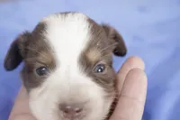 Pink, a female Australian Shepherd and Miniature American Shepherd for sale in Oelwein, IA – 4 of 5