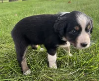 Hilary - blue, a female Australian Shepherd and Miniature American Shepherd for sale in Oelwein, IA – 5 of 6