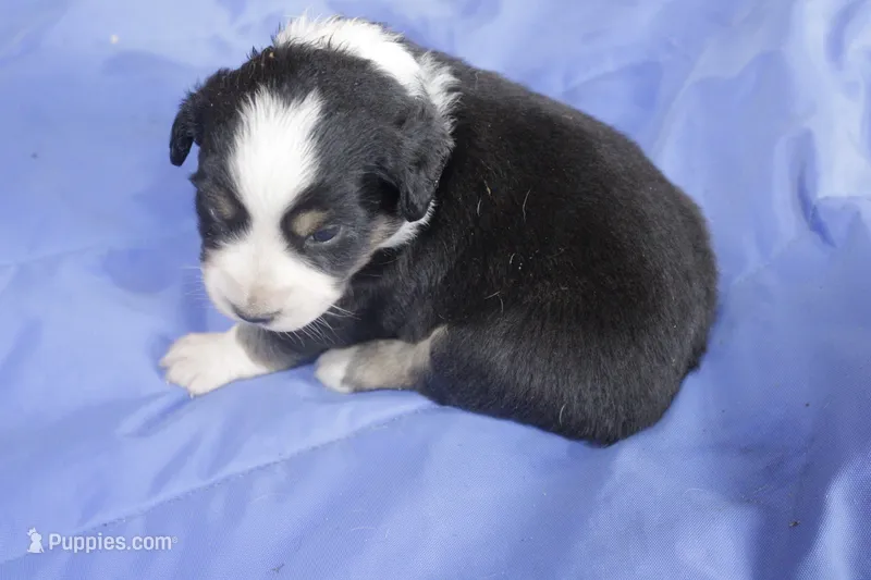 Brown – Australian Shepherd, Miniature American Shepherd puppy for sale in Oelwein, IA