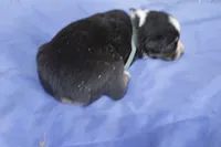 Blue girl, a female Australian Shepherd and Miniature American Shepherd for sale in Oelwein, IA – 4 of 4