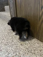 Colt, a male Australian Shepherd and Miniature American Shepherd for sale in Oelwein, IA – 3 of 9