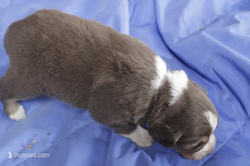 Purple – Australian Shepherd, Miniature American Shepherd puppy for sale in Oelwein, IA