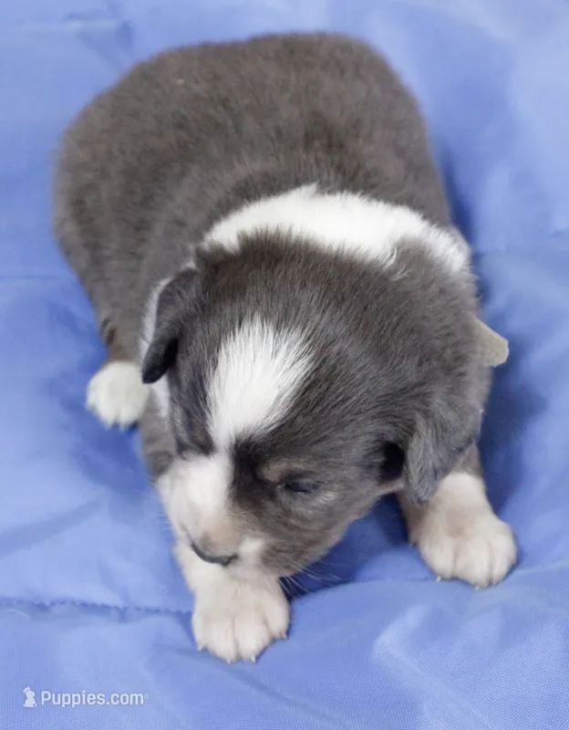 Blue – Australian Shepherd, Miniature American Shepherd puppy for sale in Oelwein, IA