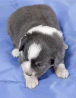 Maddy, a female Australian Shepherd and Miniature American Shepherd for sale in Oelwein, IA – 2 of 9