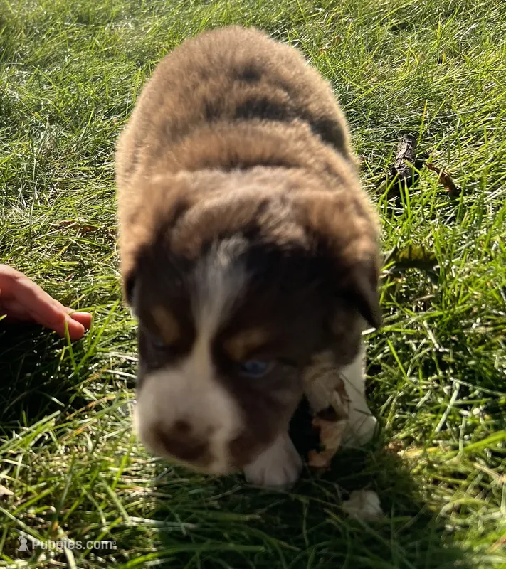 Dino - black – Australian Shepherd, Miniature American Shepherd puppy for sale in Oelwein, IA