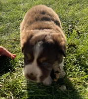 Dino - black, a male Australian Shepherd and Miniature American Shepherd for sale in Oelwein, IA – 1 of 10