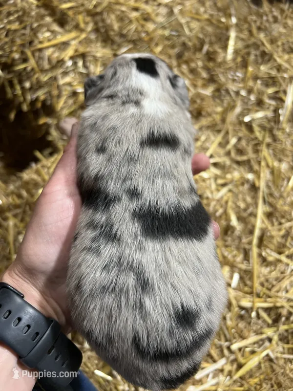 Blue Merle – Australian Shepherd, Miniature American Shepherd puppy for sale in Oelwein, IA