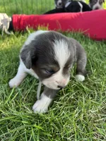 Maddy, a female Australian Shepherd and Miniature American Shepherd for sale in Oelwein, IA – 3 of 9