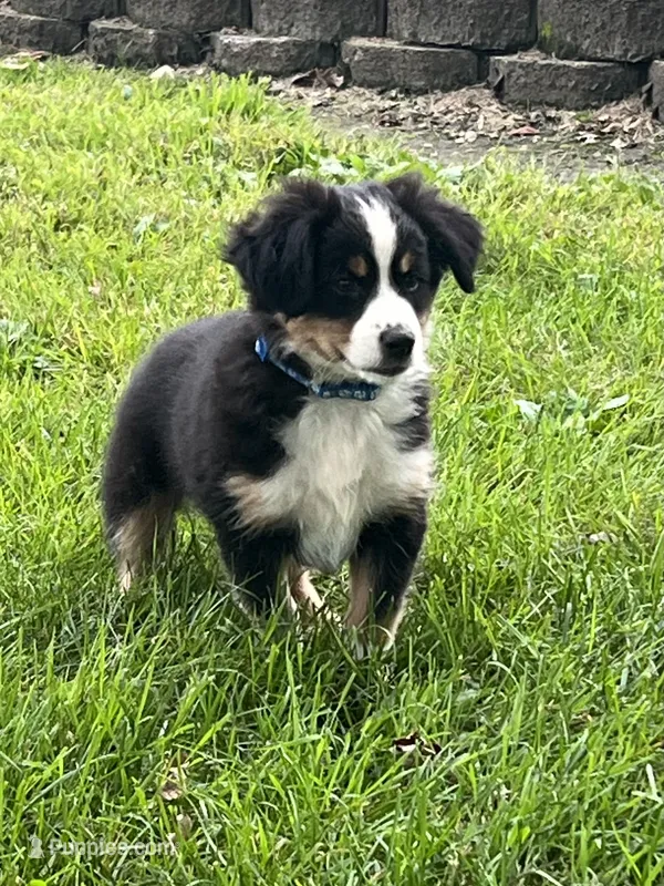 Colt – Australian Shepherd, Miniature American Shepherd puppy for sale in Oelwein, IA