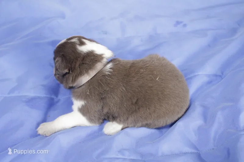 Pink – Australian Shepherd, Miniature American Shepherd puppy for sale in Oelwein, IA
