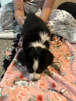 Colt, a male Australian Shepherd and Miniature American Shepherd for sale in Oelwein, IA – 2 of 9