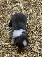 Blue, a female Australian Shepherd and Miniature American Shepherd for sale in Oelwein, IA – 3 of 4