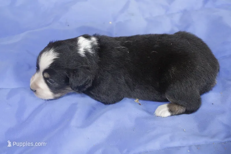 Blue girl – Australian Shepherd, Miniature American Shepherd puppy for sale in Oelwein, IA