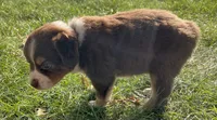 Daisy - Purple , a female Australian Shepherd and Miniature American Shepherd for sale in Oelwein, IA – 7 of 8