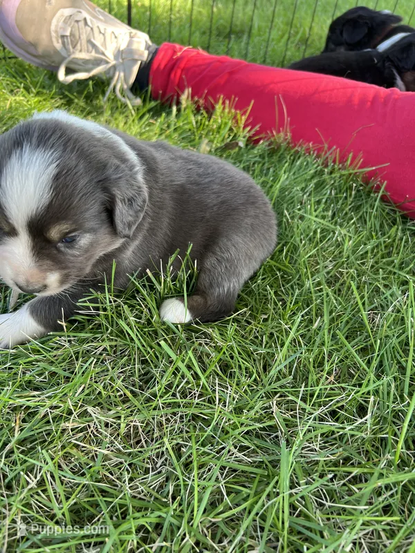 Blue – Australian Shepherd, Miniature American Shepherd puppy for sale in Oelwein, IA