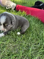 Maddy, a female Australian Shepherd and Miniature American Shepherd for sale in Oelwein, IA – 1 of 9