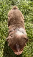 Daisy - Purple , a female Australian Shepherd and Miniature American Shepherd for sale in Oelwein, IA – 8 of 8