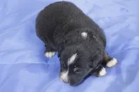 Orange, a male Australian Shepherd and Miniature American Shepherd for sale in Oelwein, IA – 2 of 4